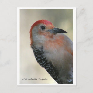 Red-bellied Woodpecker Postcard
