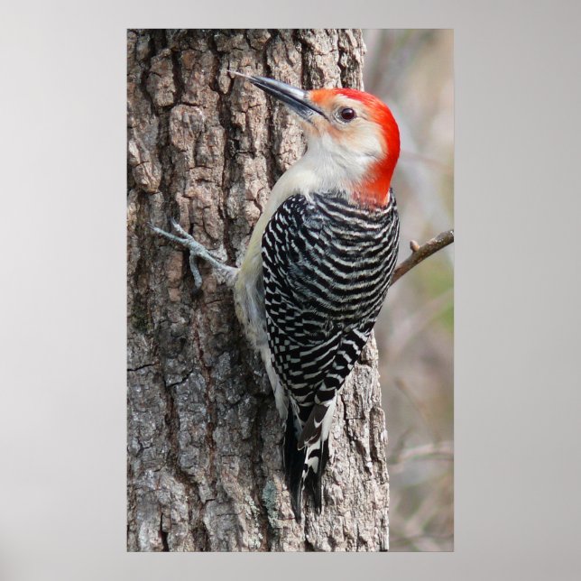Red-Bellied Woodpecker Poster (Front)