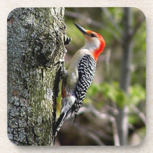 Red Bellied Woodpecker Square Coasters