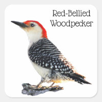 Red Bellied Woodpecker