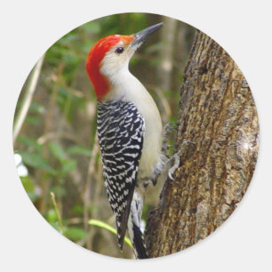 Red Bellied Woodpecker Sticker