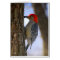 Red-Bellied Woodpecker With Seed Card