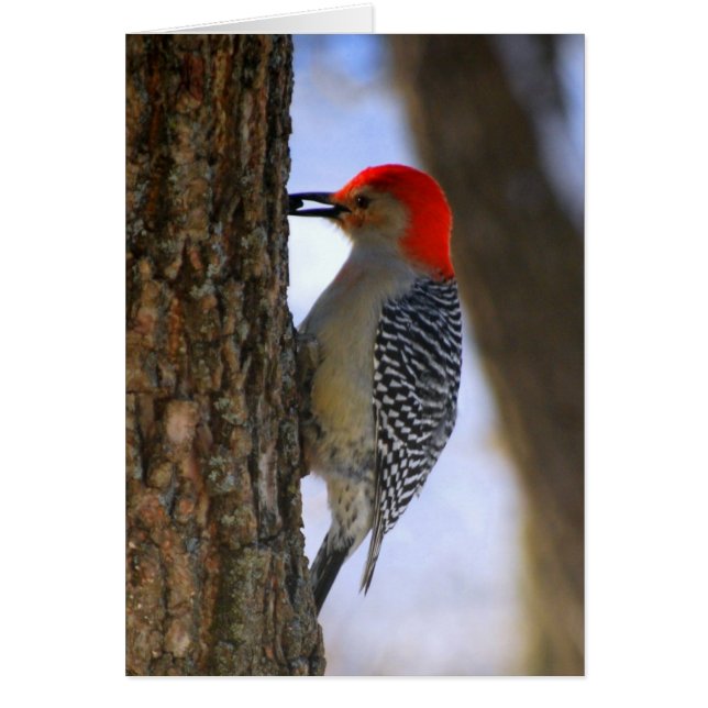 Red-Bellied Woodpecker With Seed Card (Front)