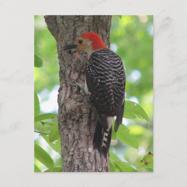 Red-bellied's Tongue Postcard (Front)