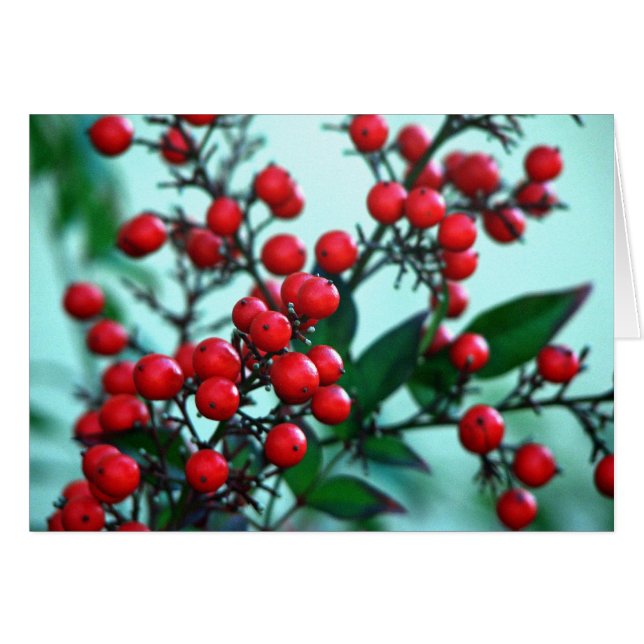 Red berries (Front Horizontal)