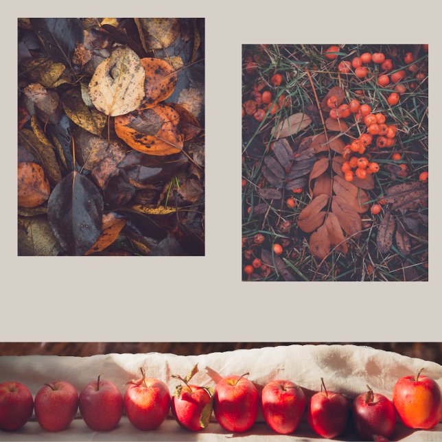 Red berries and colourful autumn leaves  (Creator Uploaded)