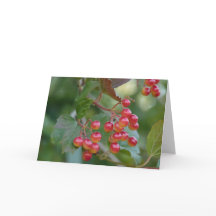Red Berries