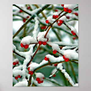 Red Berries in Snow Poster