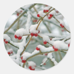Red Berries in the Snow Classic Round Sticker