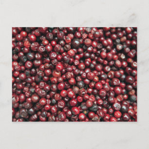 Red berries of the Himalayas Postcard
