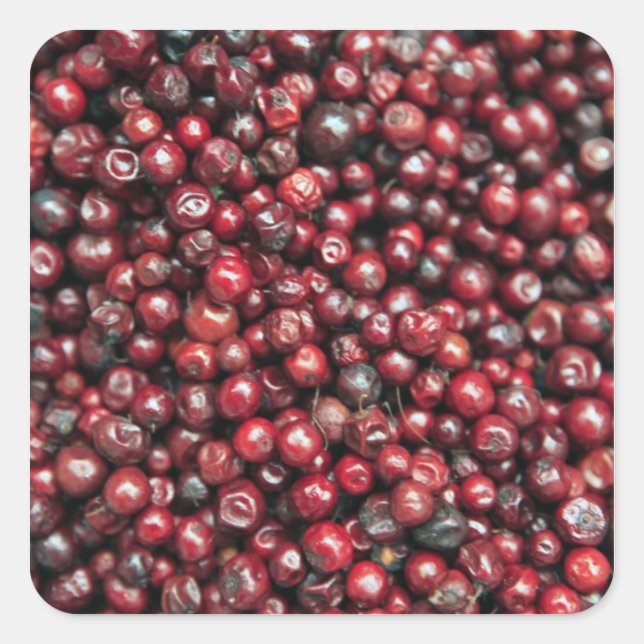 Red berries of the Himalayas Square Sticker (Front)