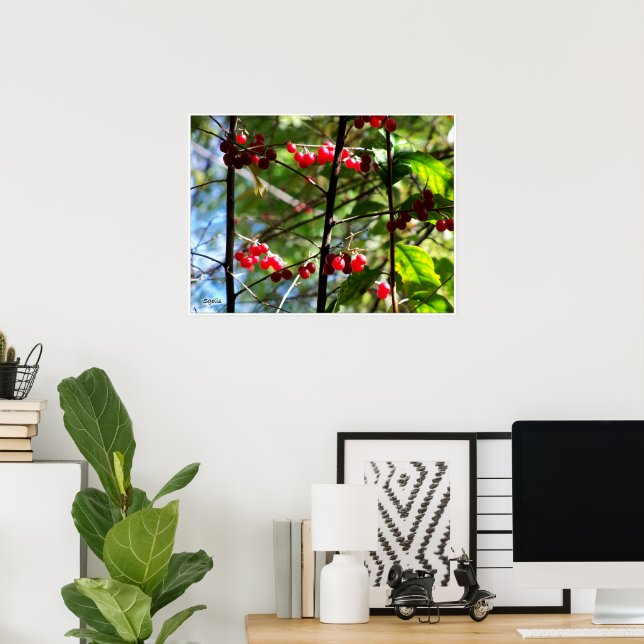 Red Berries on Tree Photo Print Poster (Home Office)