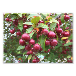 red berries photo print