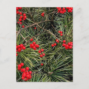 Red Berries Pine Needles Christmas Postcard