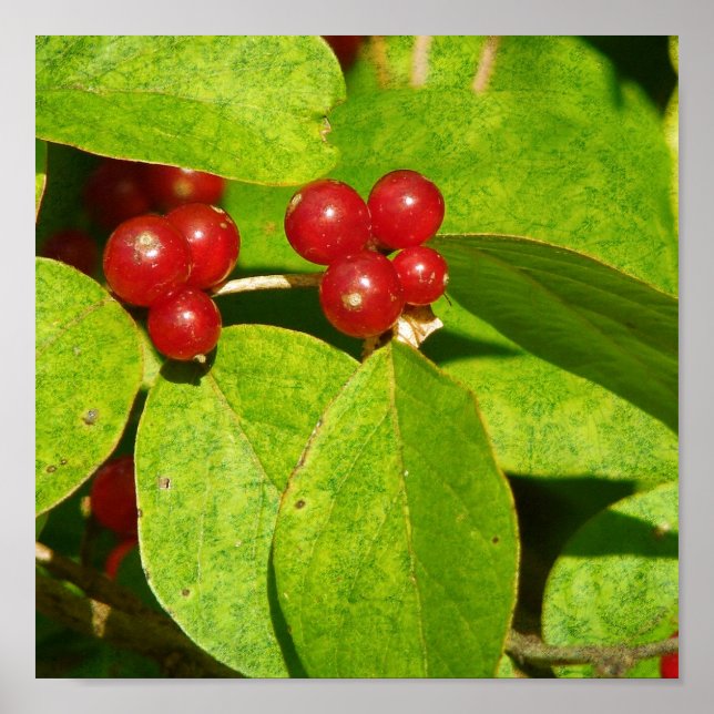 Red Berries Poster (Front)