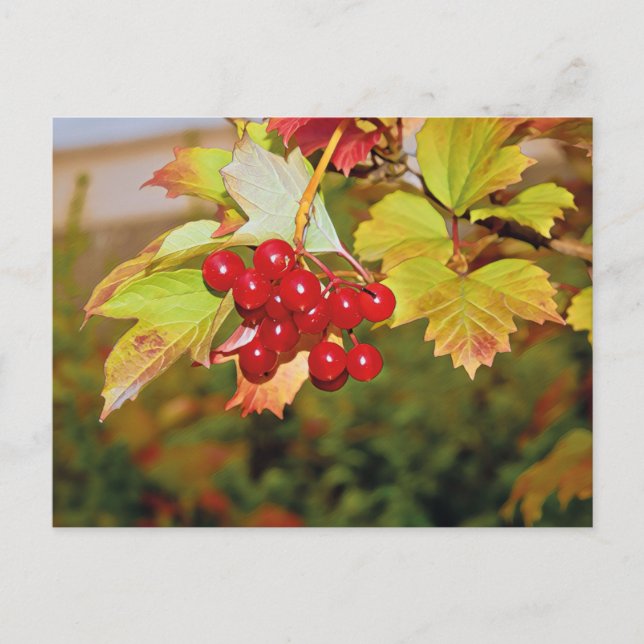 Red Berries Viburnum Guelder Rose Postcard (Front)
