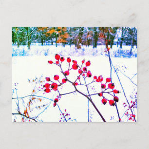 RED BERRIES WINTER POSTCARD