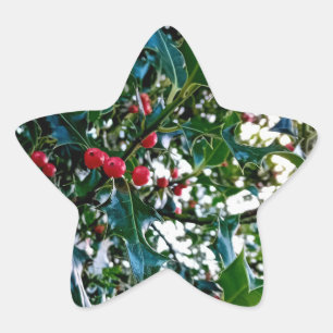 Red berries , with holly star sticker