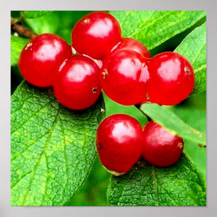Red Berries With Raindrops Close Up Poster