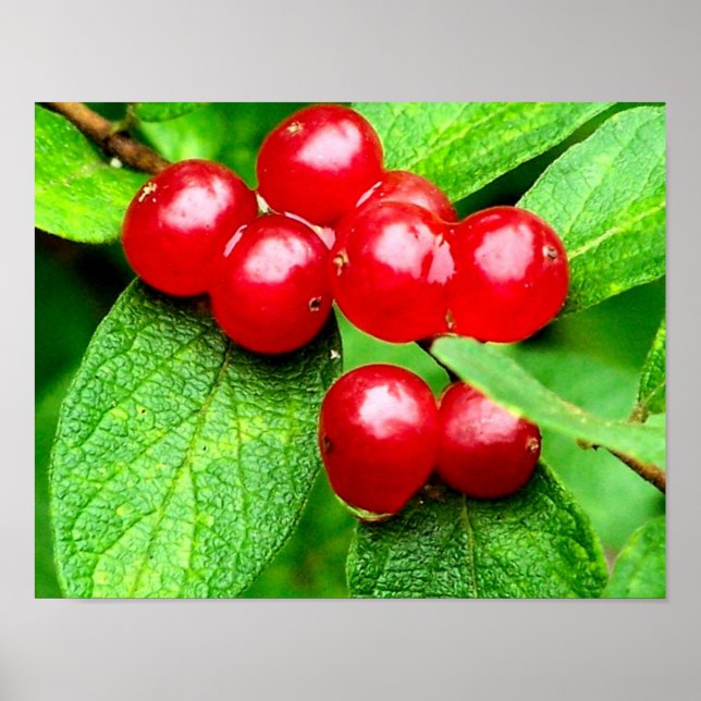 Red Berries With Raindrops Nature Poster (Front)