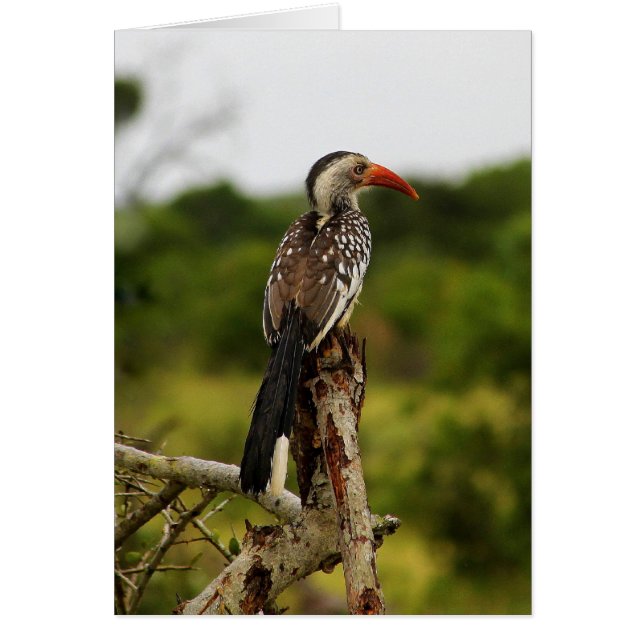 Red-billed Hornbill Bird Card (Front)