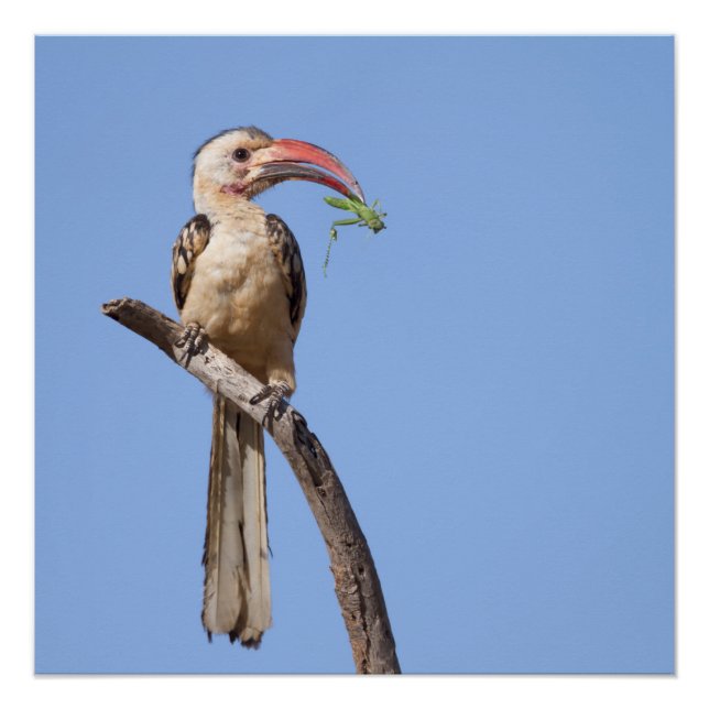 Red-billed Hornbill Poster (Front)