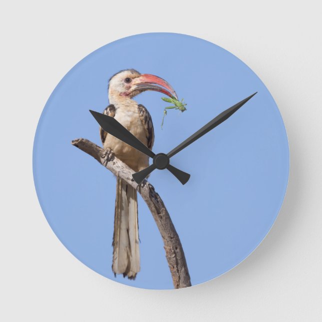 Red-billed Hornbill Round Clock (Front)