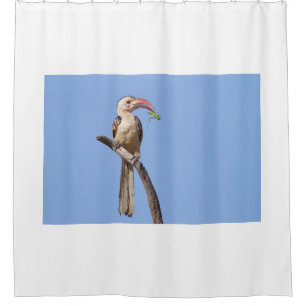 Red-billed Hornbill Shower Curtain