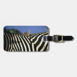 Red-billed oxpecker bird on a Zebra back- Zimbabwe Luggage Tag
