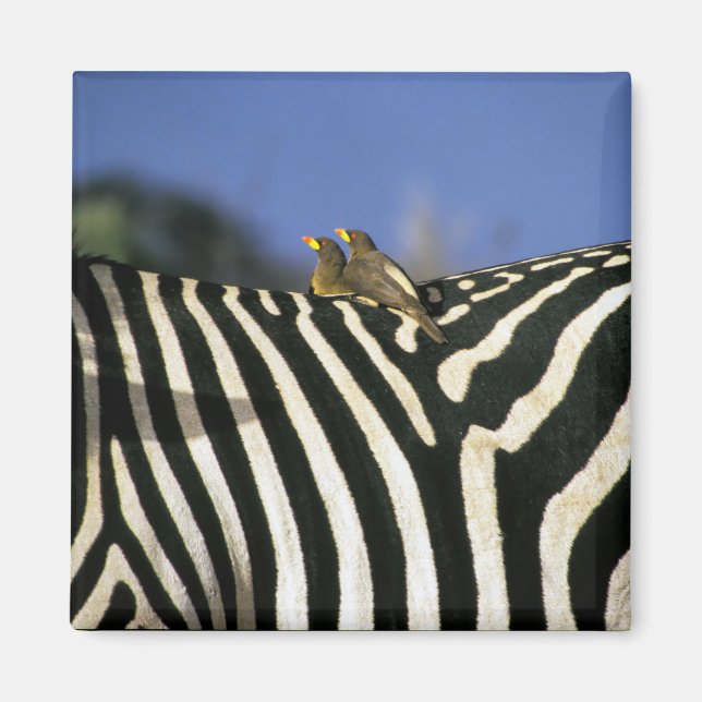 Red-billed oxpecker bird on a Zebra back- Zimbabwe Magnet (Front)