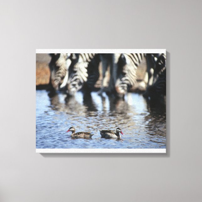 Red-billed teal (Anas erythrorhyncha) pair in Canvas Print (Front)