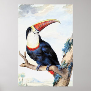 Red Billed Toucan,  Poster