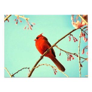 Red Bird & Cherry Blooms Photo Print