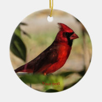 Red bird male Cardinal photography
