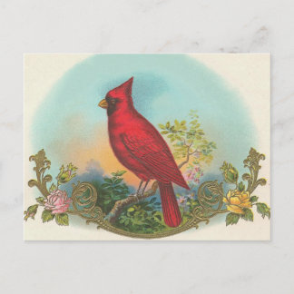 Red Bird Postcard