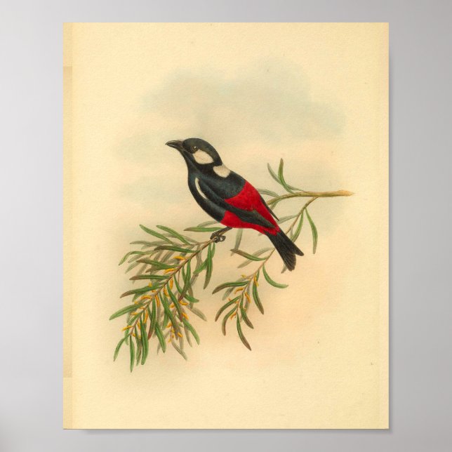 Red Black Flycatcher Bird Vintage Print (Front)