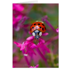 Red Black Ladybug Ladybird on Pink Flowers