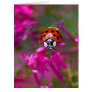 Red Black Ladybug Ladybird on Pink Flowers