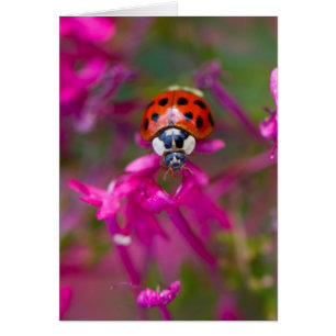Red Black Ladybug Ladybird on Pink Flowers