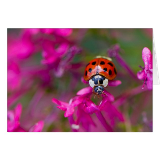 Red Black Ladybug Ladybird on Pink Flowers (Front Horizontal)