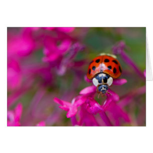 Red Black Ladybug Ladybird on Pink Flowers