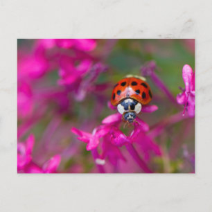 Red Black Ladybug Ladybird on Pink Flowers Postcard