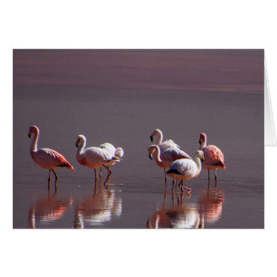 Red Black Pink Flamingos with Water Reflection
