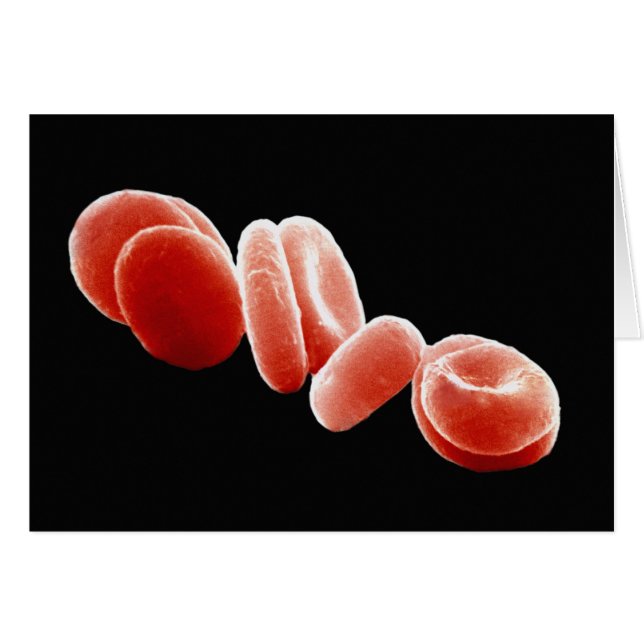 Red Blood Cells (Front Horizontal)
