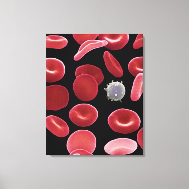 Red Blood Cells and One White Blood Cell Canvas Print (Front)