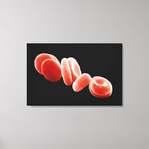 Red Blood Cells Canvas Print