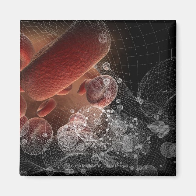 Red blood cells in wireframe magnet (Front)