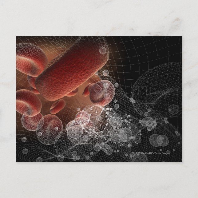 Red blood cells in wireframe postcard (Front)