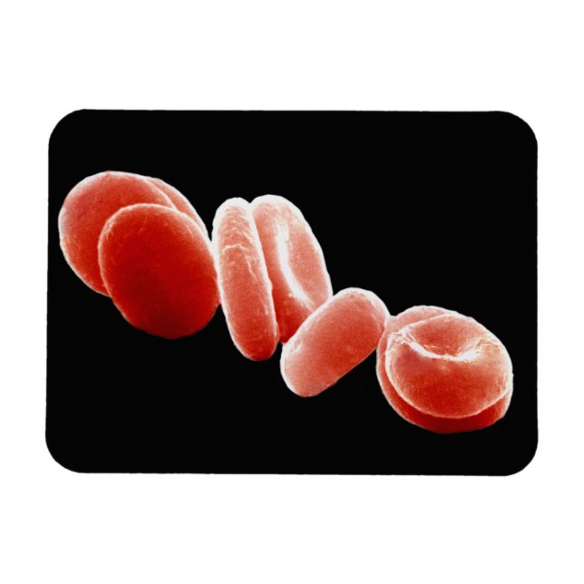 Red Blood Cells Magnet (Horizontal)