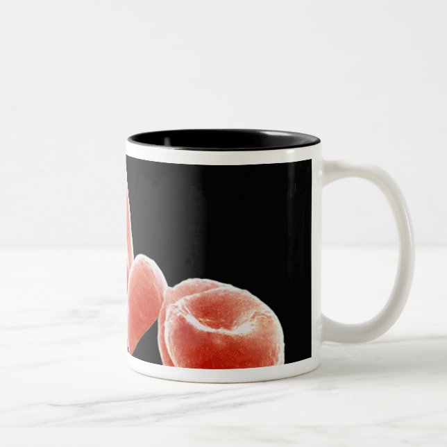 Red Blood Cells Two-Tone Coffee Mug (Right)